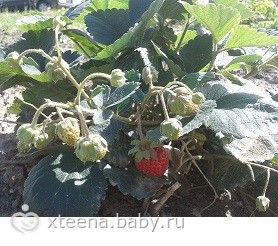 Клубника сорт виктория описание сорта фото Клубника сорт виктория описание сорта фото