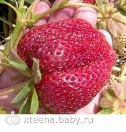Будет ли около (под) грецкого ореха расти картофель? Форум: сад и огород Что можно посадить под грецким орехом