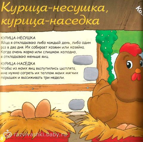 Сценарий про курицу Сценарий про курицу