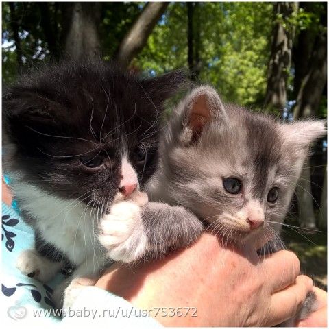 Пушистые котятки ждут своих хозяев!