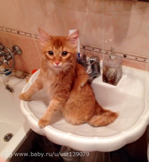 Не забывайте прививать своих животных!!