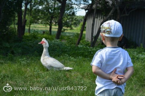 Поездка в деревню