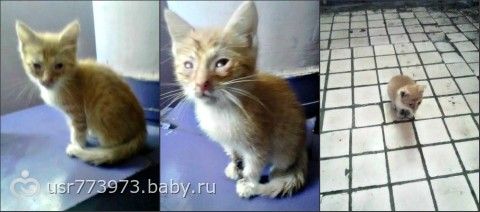 Гноятся глазки у котенка чем лечить в домашних условиях 54 Гноятся глазки у котенка чем лечить в домашних условиях 57