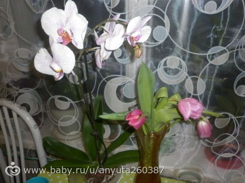Орхидея погибает((( SOS!!!!