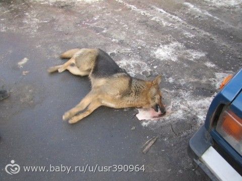 20 января 2015 года догхантеры объявили днем зачистки от собак по всей России. Российские догхантеры распространили информацию о том, что 20 января объявлено днем зачистки от собак по всей стране. «20 января 2015 догхантеры объявили день зачистки от соб…