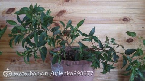 Что за цветочек?