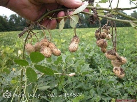 Как вырастить АРАХИС дома.