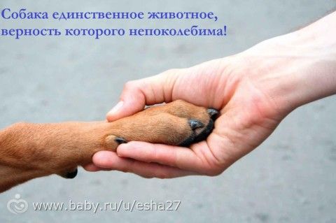 АКЦИЯ &quot;Возьми меня домой&quot;! Не проходите мимо, они ждут своих хозяев!