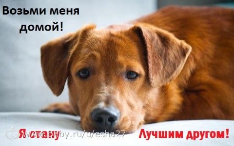 АКЦИЯ &quot;Возьми меня домой&quot;! Не проходите мимо, они ждут своих хозяев!