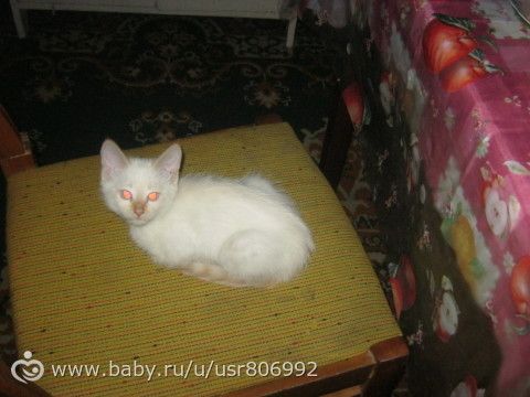 о стерилизации кошки...((((