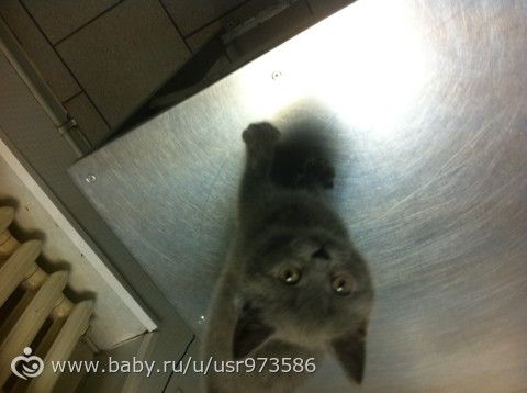 Британский котенок в добрые руки!