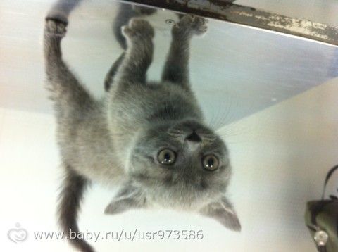 Британский котенок в добрые руки!