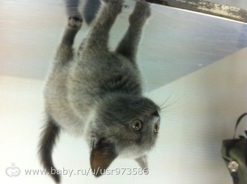 Британский котенок в добрые руки!