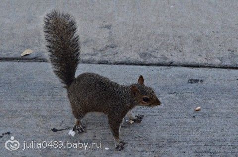 Отчет с Флориды)