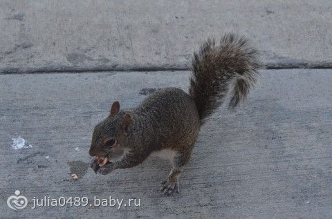 Отчет с Флориды)