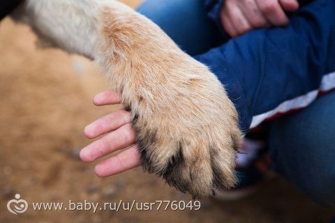 Боня ищет дом :) или Посещение гостиницы для животных.