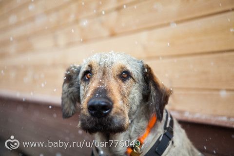 Боня ищет дом :) или Посещение гостиницы для животных.