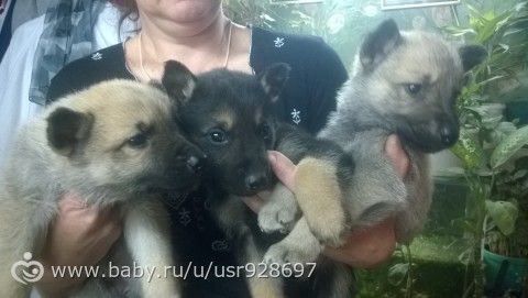Отдам щенков. Новочеркасск.