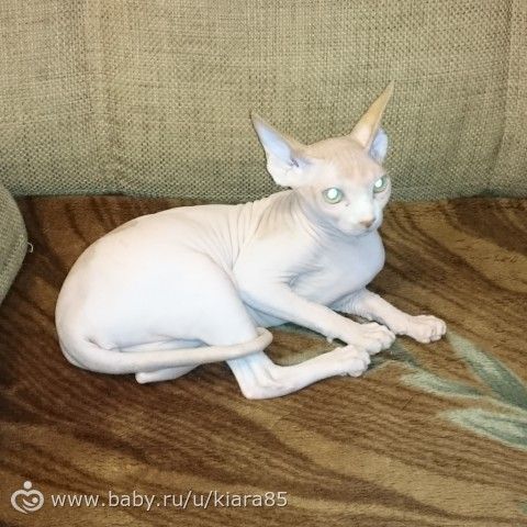 Эльфийская Песнь Черри
