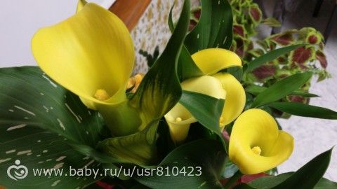 это уже болезнь? шопоголик