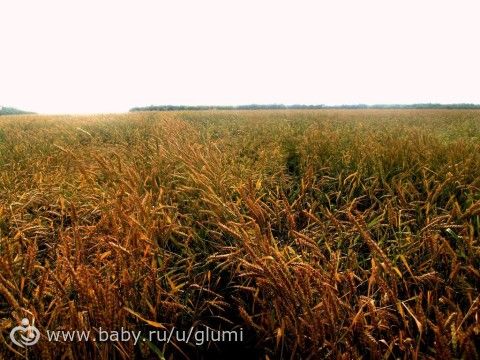 Мои фото-работы... №2