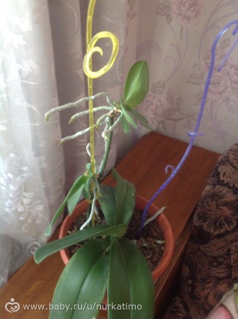 Орхидея
