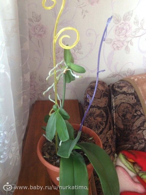Орхидея
