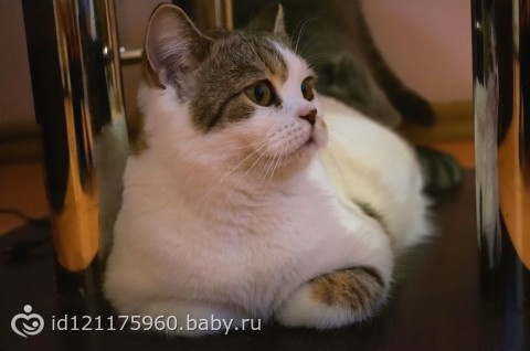 Фоточки из сада и паб "Бельгия")