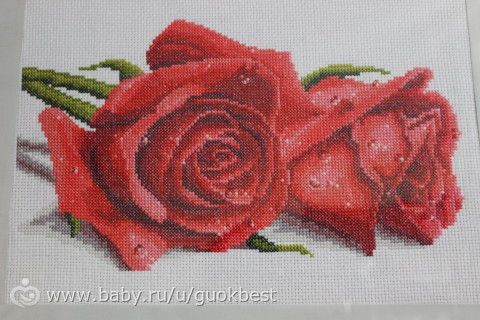 мои розы номер 2