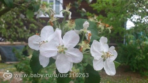 О выходных, последней неделе весны, обо мне и моей семье.