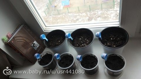 мои цветы это только маленькая часть к сожалению не могу перевести в Красноярск