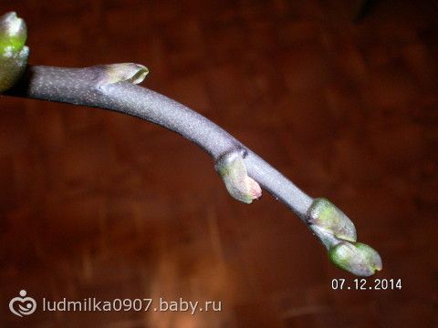 Погибает орхидея! Помогите советом!!!