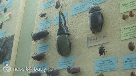 Каникулы, каникулы...