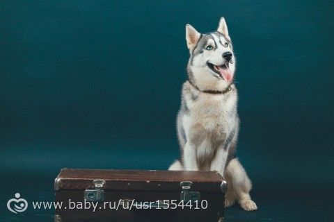 Хаски Хани