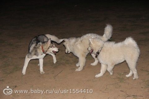 Хаски.Хани