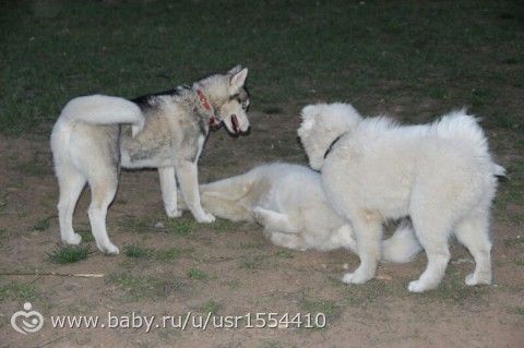 Хаски.Хани