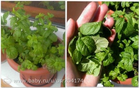 Мята, земляника, укроп и петрушка на подоконнике