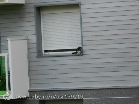 Школа, ясли и коты