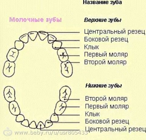 Какие зубы меняются у детей на коренные схема и в каком возрасте схема