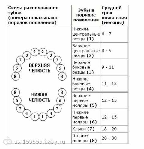 зубики (для себя)