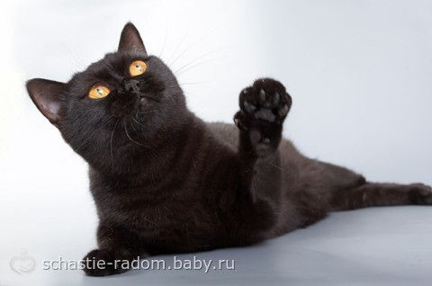 Окрасы британских кошек