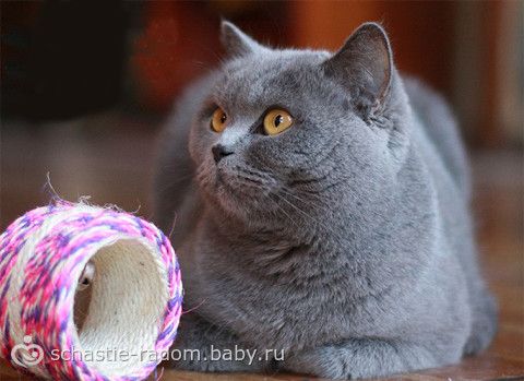 Окрасы британских кошек