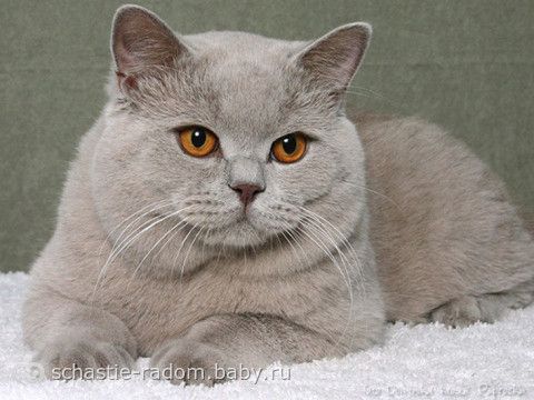 Окрасы британских кошек