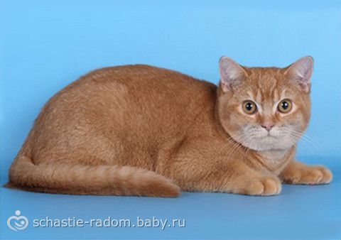 Окрасы британских кошек