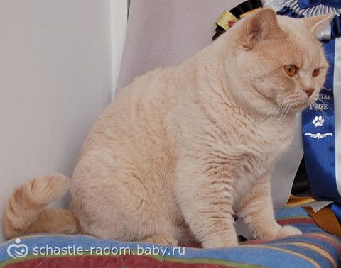 Окрасы британских кошек
