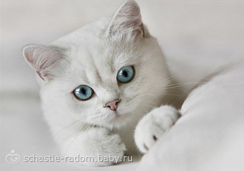 Окрасы британских кошек
