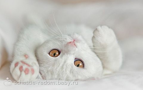 Окрасы британских кошек