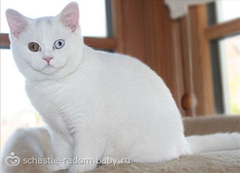 Окрасы британских кошек