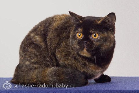 Окрасы британских кошек