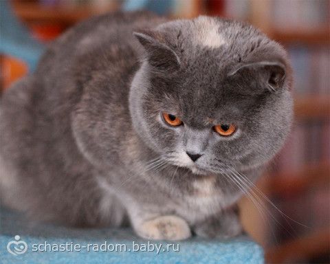 Окрасы британских кошек